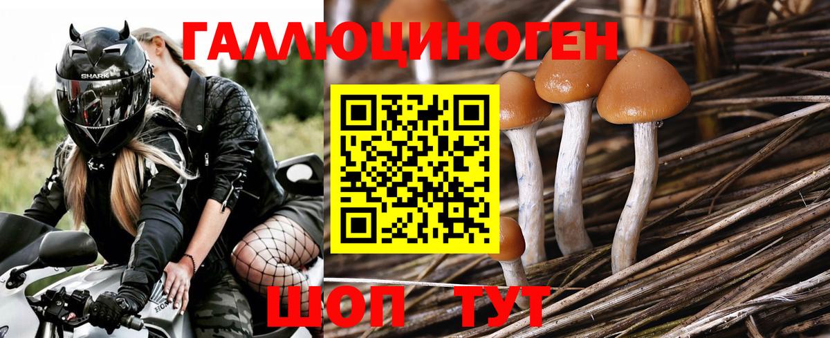 Псилоцибиновые грибы Psilocybe  Вход с VPN  Канаш 